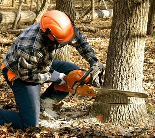 Tree Removal in Medfield, MA